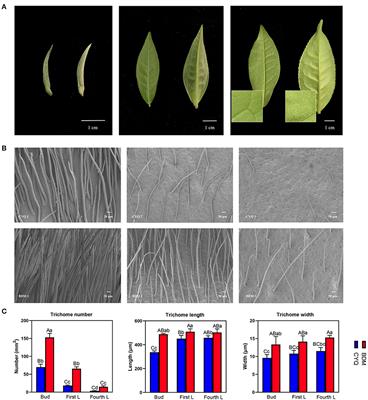 Comparative transcriptome analysis reveals key pathways and genes involved in trichome development in tea plant (Camellia sinensis)